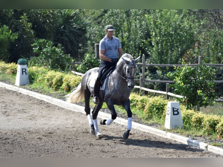 PRE Mestizo Caballo castrado 4 años 164 cm Tordo in Seefeld