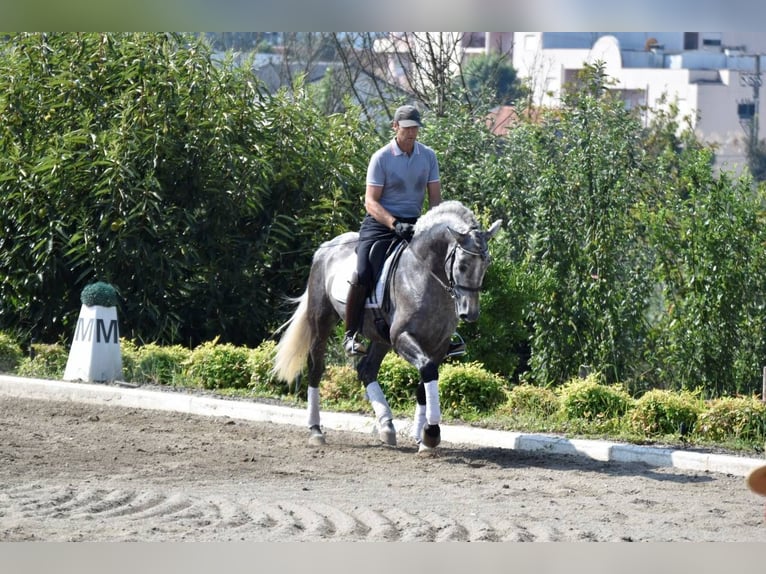 PRE Mestizo Caballo castrado 4 años 164 cm Tordo in Seefeld