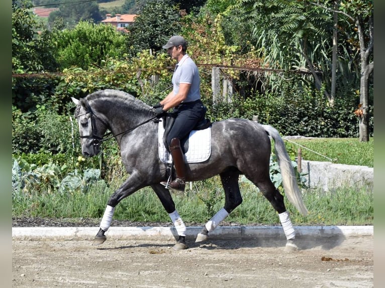 PRE Mestizo Caballo castrado 4 años 164 cm Tordo in Seefeld