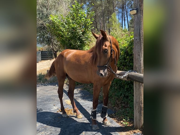 PRE Caballo castrado 4 años 165 cm Alazán in Olesa De Bonesvalls