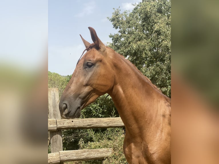 PRE Caballo castrado 4 años 165 cm Alazán in Olesa De Bonesvalls
