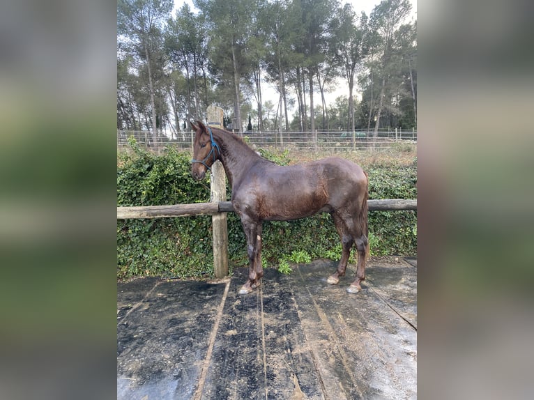 PRE Caballo castrado 4 años 165 cm Alazán in Olesa De Bonesvalls