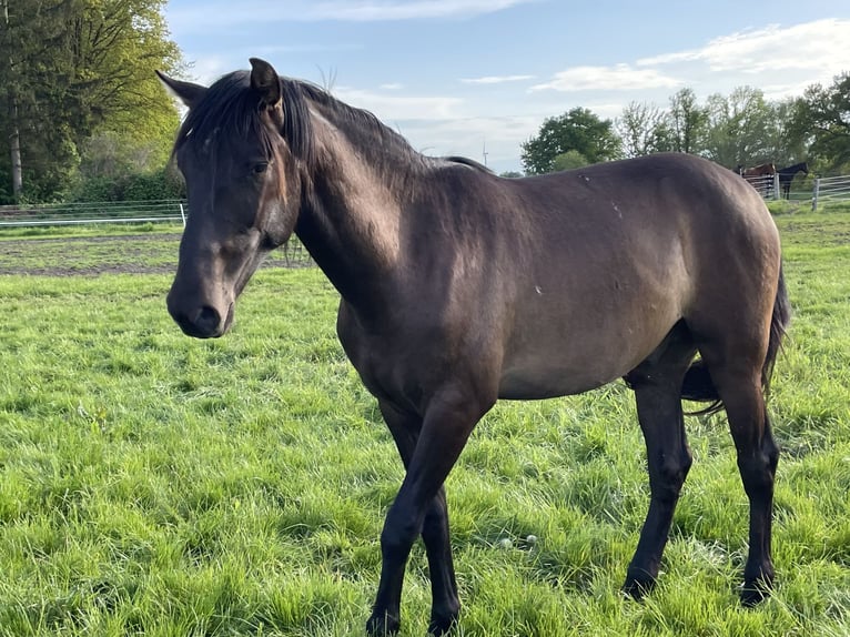 PRE Mestizo Caballo castrado 4 años 165 cm Bayo in Nienhagen