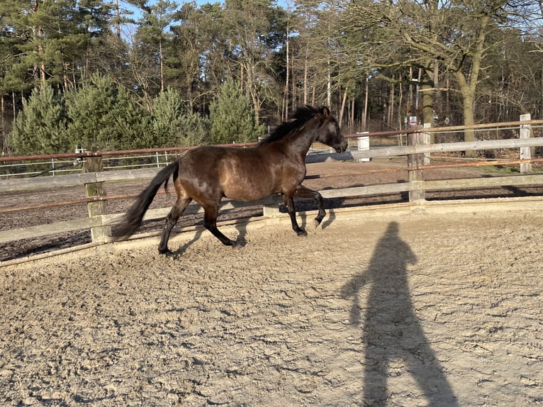 PRE Mestizo Caballo castrado 4 años 165 cm Bayo in Nienhagen