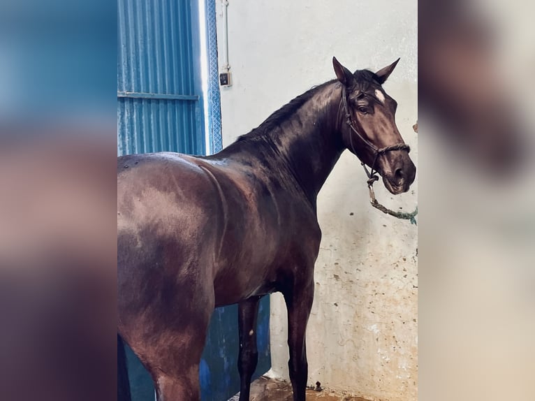 PRE Mestizo Caballo castrado 4 años 165 cm in Granada