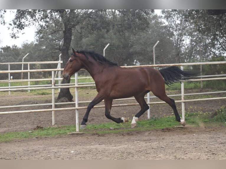 PRE Caballo castrado 4 años 165 cm Castaño in Sevilla