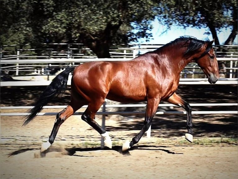 PRE Caballo castrado 4 años 165 cm Castaño in Sevilla