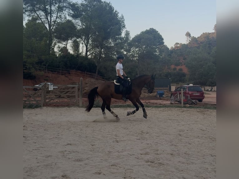 PRE Caballo castrado 4 años 165 cm Castaño in Sant Just Desvern