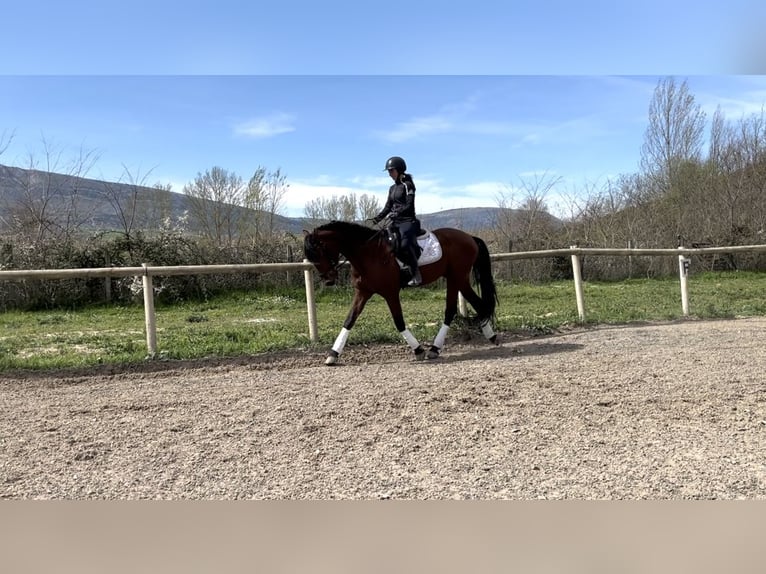 PRE Caballo castrado 4 años 165 cm Castaño in Medina De Pomar