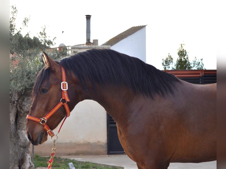 PRE Caballo castrado 4 años 165 cm Castaño in Medina De Pomar