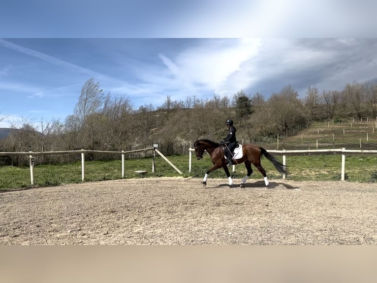 PRE Caballo castrado 4 años 165 cm Castaño in Medina De Pomar