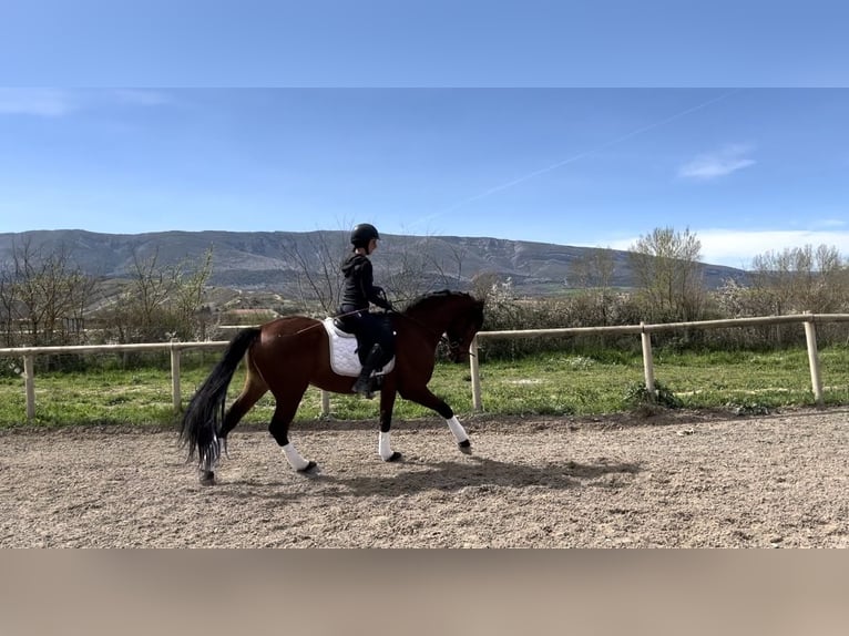 PRE Caballo castrado 4 años 165 cm Castaño in Medina De Pomar