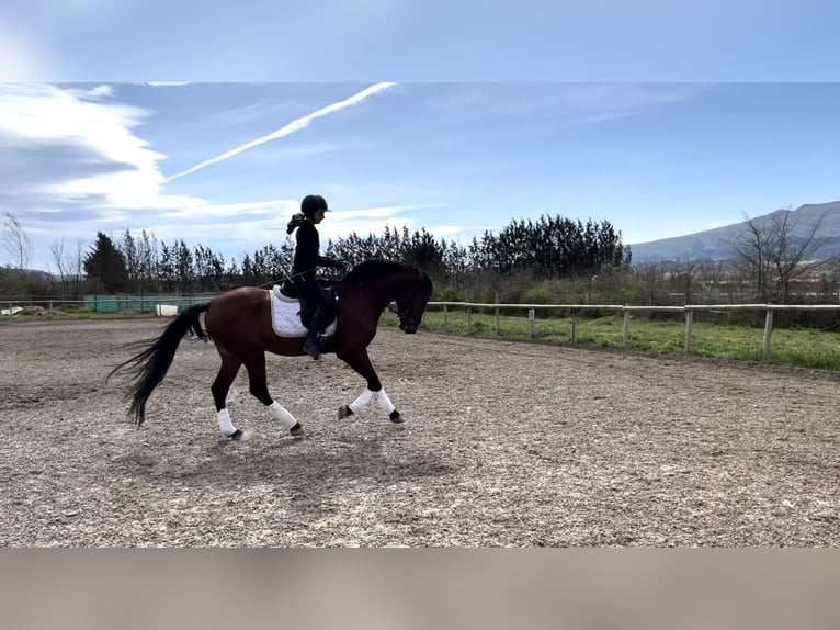 PRE Caballo castrado 4 años 165 cm Castaño in Medina De Pomar