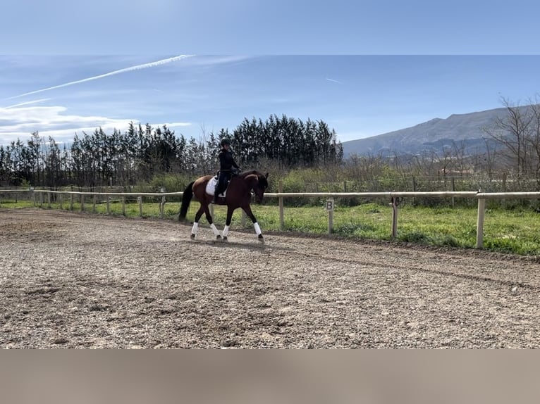 PRE Caballo castrado 4 años 165 cm Castaño in Medina De Pomar