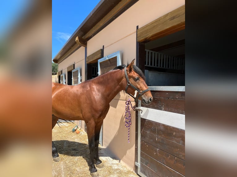 PRE Caballo castrado 4 años 165 cm Castaño in Medina De Pomar