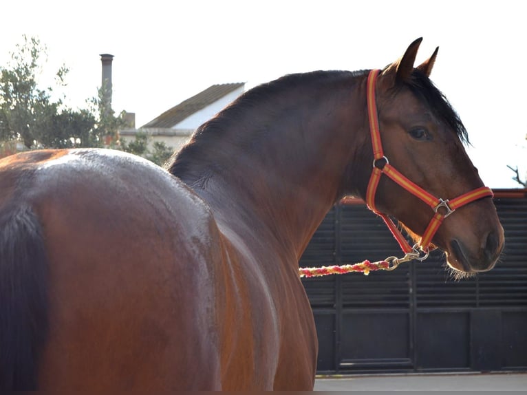 PRE Caballo castrado 4 años 165 cm Castaño in Medina De Pomar