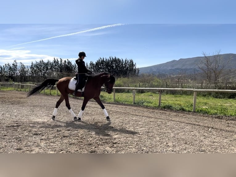 PRE Caballo castrado 4 años 165 cm Castaño in Medina De Pomar