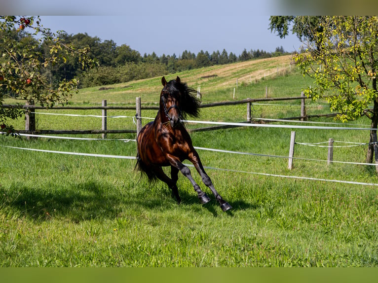 PRE Mestizo Caballo castrado 4 años 165 cm Castaño in Aeugst