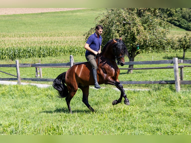 PRE Mestizo Caballo castrado 4 años 165 cm Castaño in Aeugst