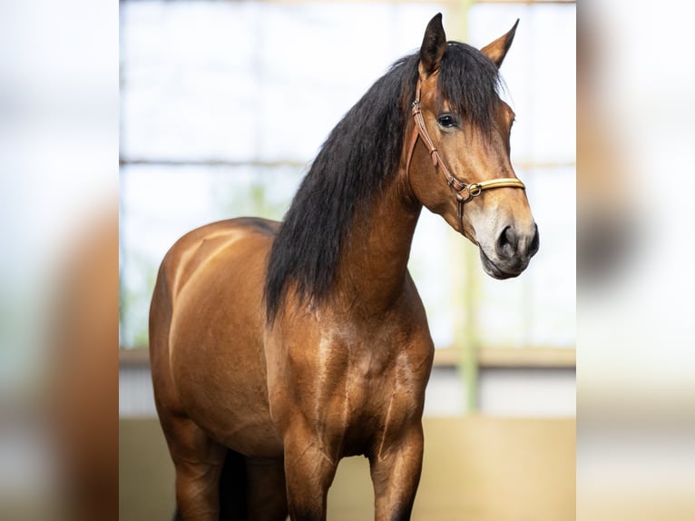 PRE Caballo castrado 4 años 165 cm Castaño claro in Langeln