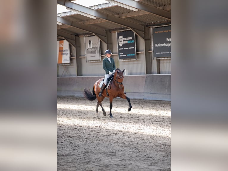 PRE Mestizo Caballo castrado 4 años 165 cm Castaño oscuro in Vinkeveen