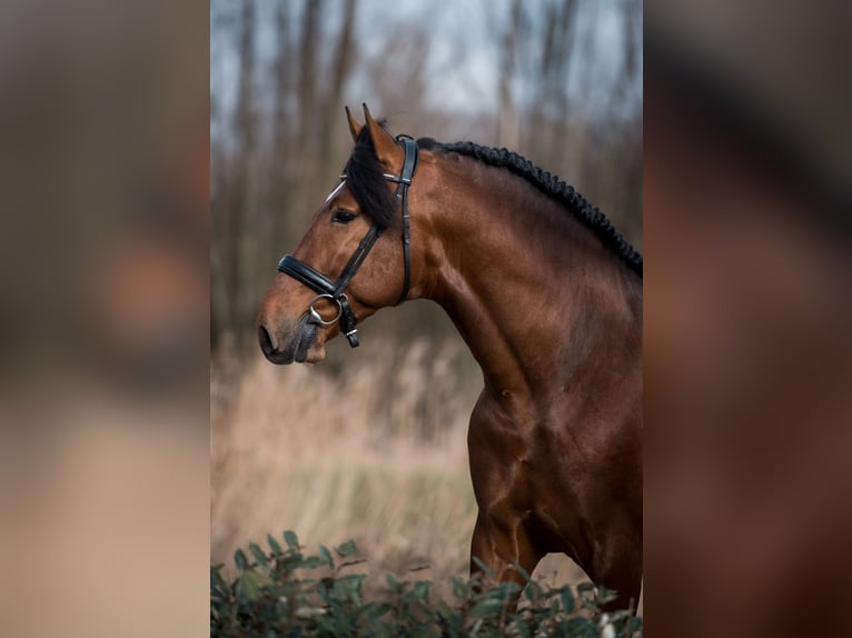 PRE Mestizo Caballo castrado 4 años 165 cm Castaño oscuro in Vinkeveen