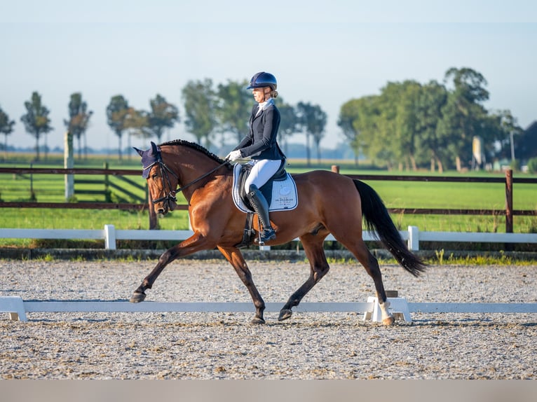 PRE Mestizo Caballo castrado 4 años 165 cm Castaño oscuro in Vinkeveen