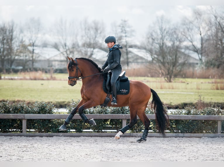 PRE Mestizo Caballo castrado 4 años 165 cm Castaño oscuro in Vinkeveen