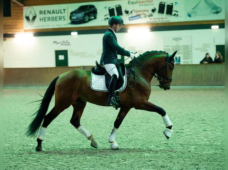 PRE Mestizo Caballo castrado 4 años 165 cm Castaño oscuro in Vinkeveen