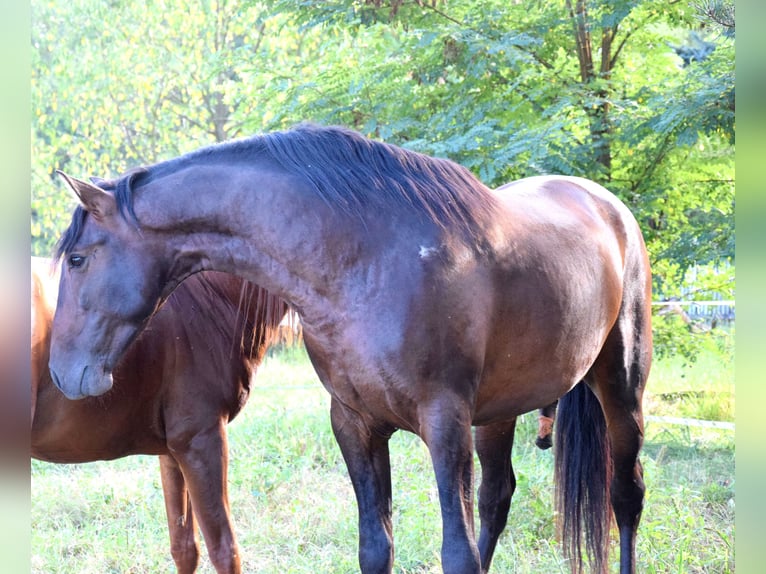 PRE Mestizo Caballo castrado 4 años 165 cm Castaño oscuro in Tuczepy