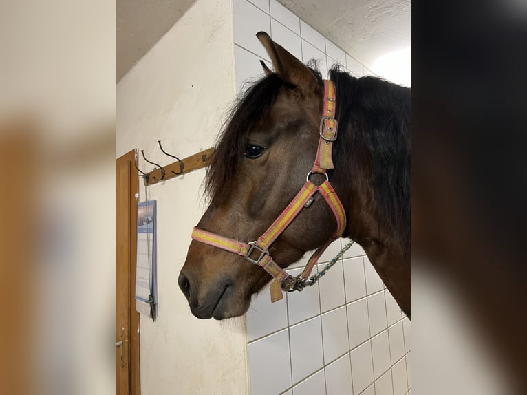 PRE Caballo castrado 4 años 165 cm Castaño oscuro in Ehingen