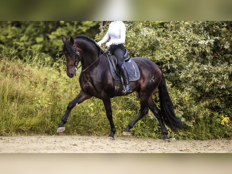 PRE Caballo castrado 4 años 165 cm Morcillo in Windhagen