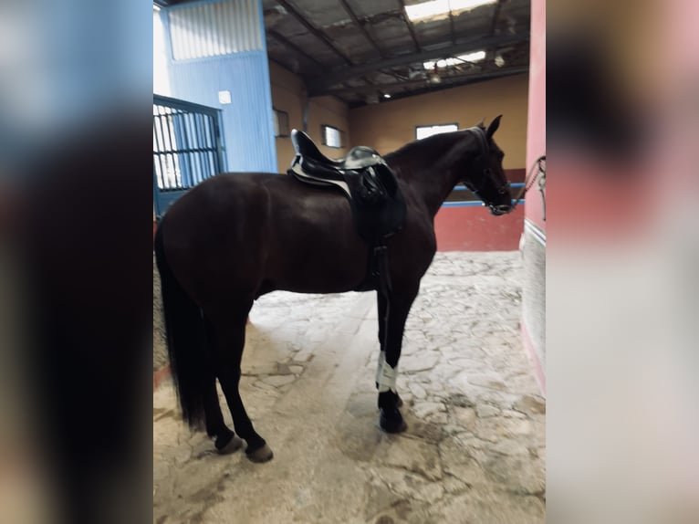 PRE Mestizo Caballo castrado 4 años 165 cm Negro in Granada