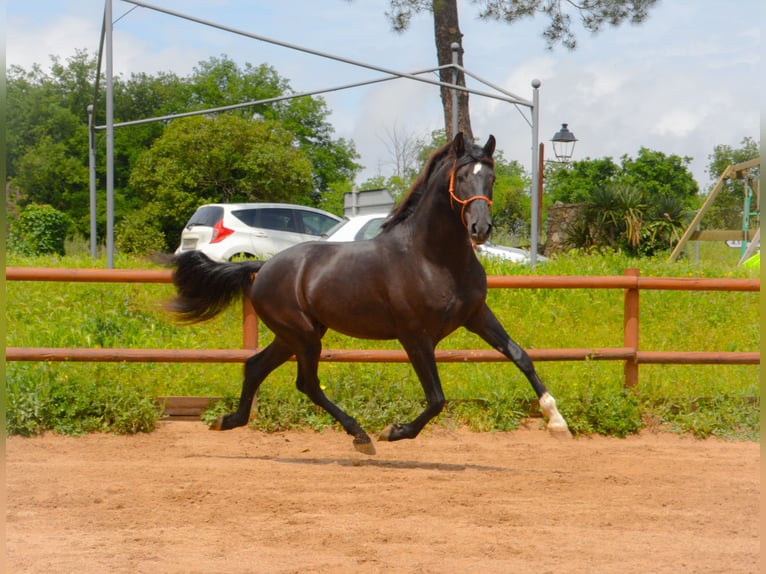 PRE Caballo castrado 4 años 165 cm Negro in Monells