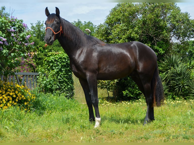 PRE Caballo castrado 4 años 165 cm Negro in Monells