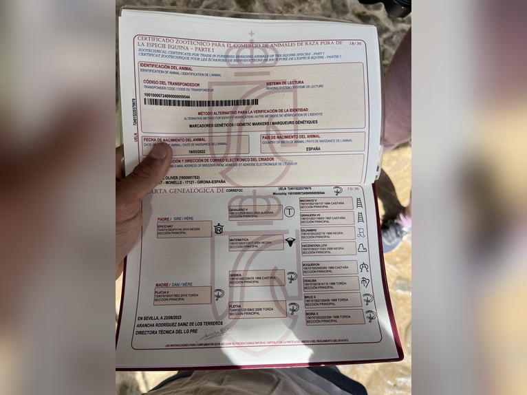 PRE Caballo castrado 4 años 165 cm Negro in Monells