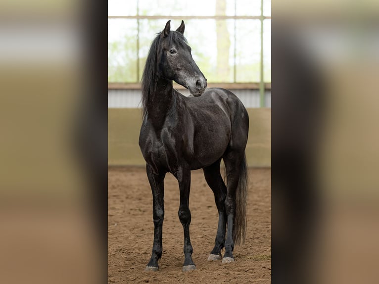 PRE Mestizo Caballo castrado 4 años 165 cm Tordillo negro in Langeln