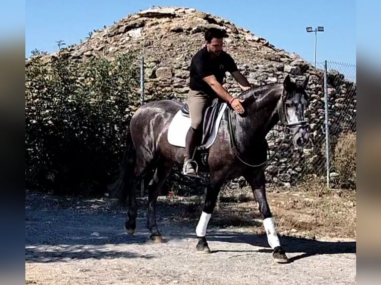 PRE Mestizo Caballo castrado 4 años 165 cm Tordillo negro in Neu-Anspach