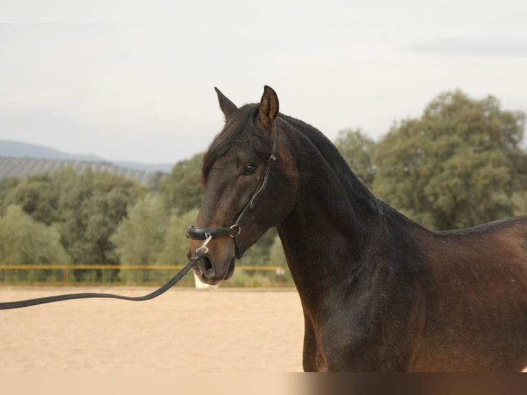 PRE Caballo castrado 4 años 165 cm Tordo in Chiclana de Segura