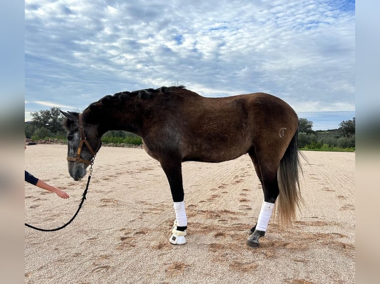 PRE Caballo castrado 4 años 165 cm Tordo in CHICLANA DE SEGURA