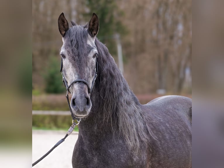 PRE Mestizo Caballo castrado 4 años 165 cm Tordo in Neustadt (Wied)
