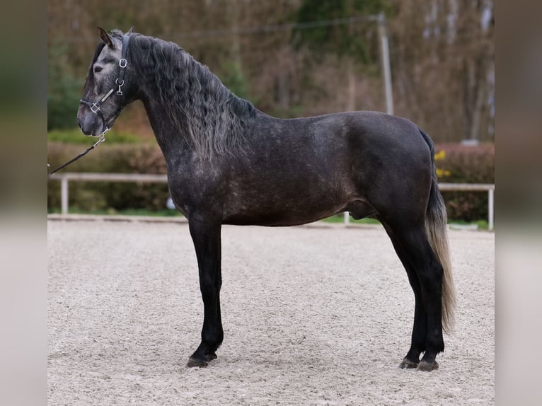 PRE Mestizo Caballo castrado 4 años 165 cm Tordo in Neustadt (Wied)