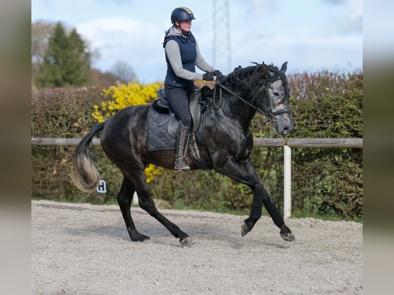 PRE Mestizo Caballo castrado 4 años 165 cm Tordo in Neustadt (Wied)