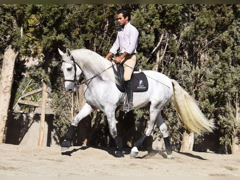 PRE Mestizo Caballo castrado 4 años 165 cm Tordo in Provinz Granada
