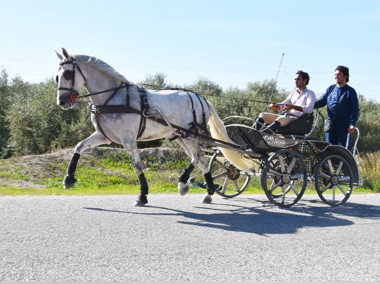PRE Mestizo Caballo castrado 4 años 165 cm Tordo in Provinz Granada