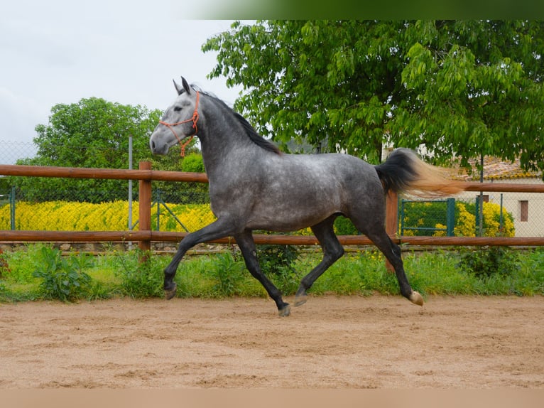 PRE Caballo castrado 4 años 165 cm Tordo rodado in Monells