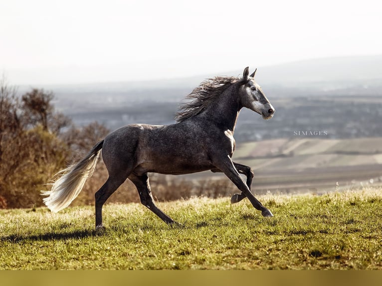 PRE Caballo castrado 4 años 165 cm Tordo rodado in Gumpoldskirchen