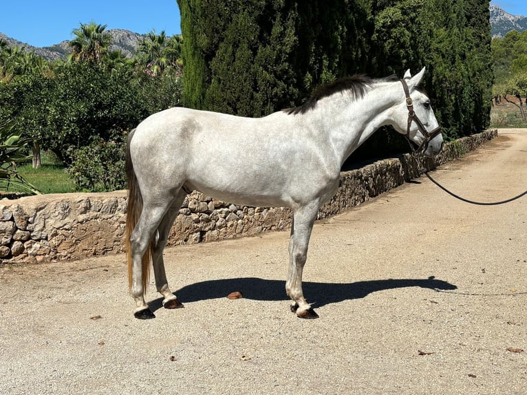 PRE Mestizo Caballo castrado 4 años 165 cm Tordo rodado in Mallorca