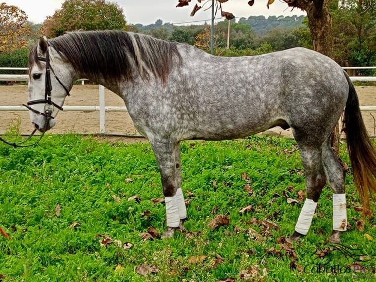 PRE Caballo castrado 4 años 165 cm Tordo rodado in Barcelona