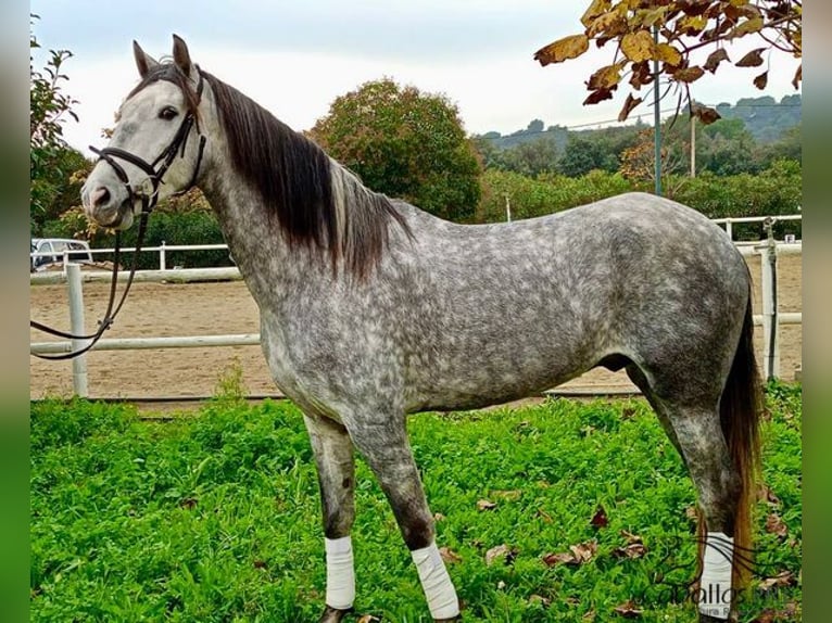 PRE Caballo castrado 4 años 165 cm Tordo rodado in Barcelona